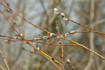 Pussy Willows budding out for Spring