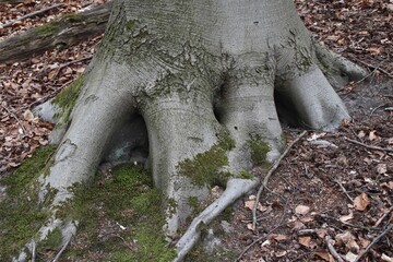 Die großen Wurzeln eines Baumes
