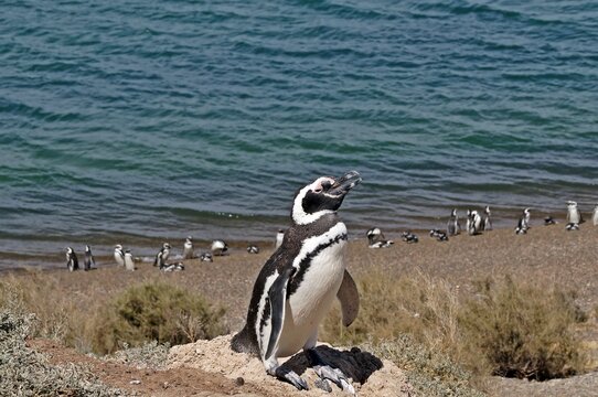 Pinguim de Magalh&atilde;es em Caleta Vald&eacute;s na Pen&iacute;nsula Vald&eacute;s / Argentina