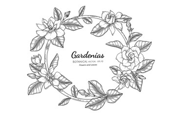 Gardenias flower and leaf hand drawn botanical illustration with line art.