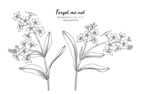 Forget me not flower and leaf hand drawn botanical illustration with line art.