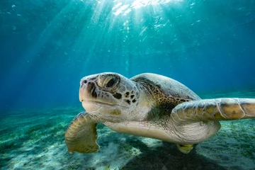 Zelfklevend Fotobehang Sea turtle red sea egypt © Stanislav