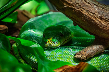 Snake phyton, green