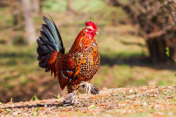 Beautiful colorful ornamental little rooster. He has a red comb and a lobe.
