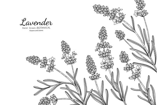 Lavender flower and leaf hand drawn botanical illustration with line art.