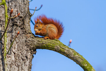 Little red squirrel shells a nut on a tree. The sky is blue.