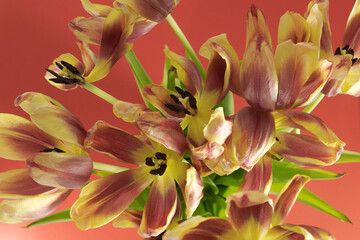 Withered red-yellow tulips with falling petals on a red background.