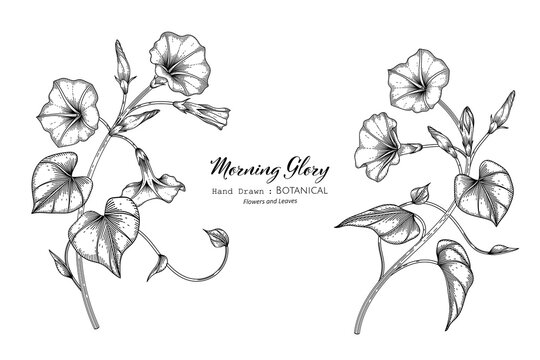 Morning glory flower and leaf hand drawn botanical illustration with line art.