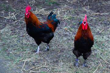 Two roosters on green grass at the farm