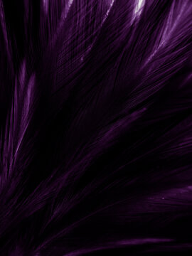 Beautiful abstract purple feathers on dark background, blue feather texture  on black pattern, purple background, colorful feather wallpaper, love  valentines day, dark texture Stock Photo