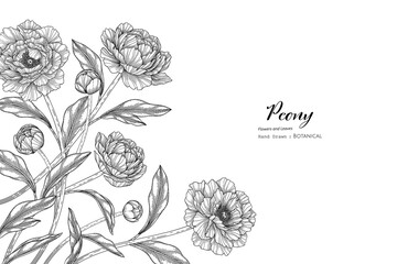 Peony flower and leaf hand drawn botanical illustration with line art.