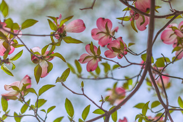 The pattern of flowers, branches, and leaves of pink flowering dogwood in blossom. Soft flamingo pink dogwood blossoms form a pattern. Petals, leaves, and branches in focus and out of focus