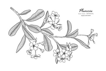 Plumeria flower and leaf hand drawn botanical illustration with line art.