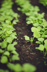 Fresh seedlings growing from the soil in a line.The soil is dark black.Beds in the greenhouse.