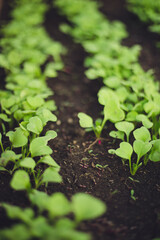 Fresh seedlings growing from the soil in a line.The soil is dark black.Beds in the greenhouse.