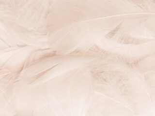 Obraz premium Beautiful abstract gray feathers on white background, soft white feather texture on white texture pattern, dark theme wallpaper, black feather background, white gradient frame banners
