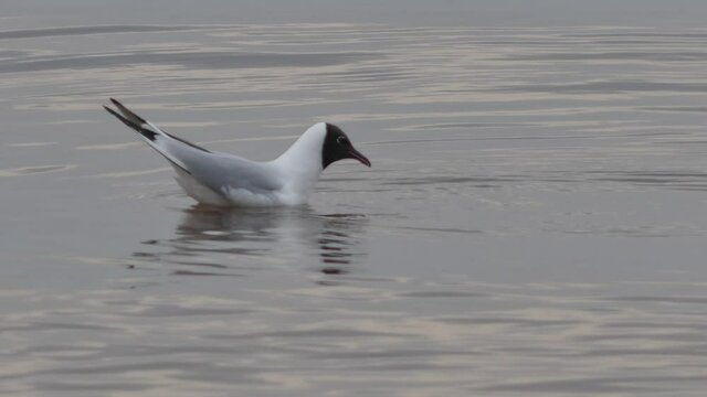 Mediterranean gull seafront floating in the sea and looking for food