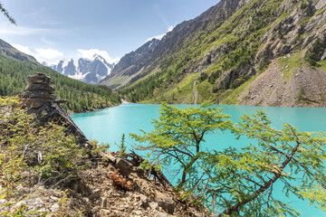 two larch trees grow on the steep rocky shore of the lake with turquoise water against the backdrop...