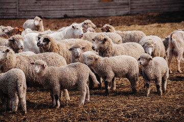 Flock of sheep in an open stall in the farm