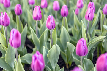 purple tulips bloom in a flower bed in a city park. close-up, selective focus