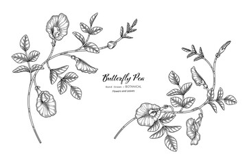 Butterfly peas flower and leaf hand drawn botanical illustration with line art.