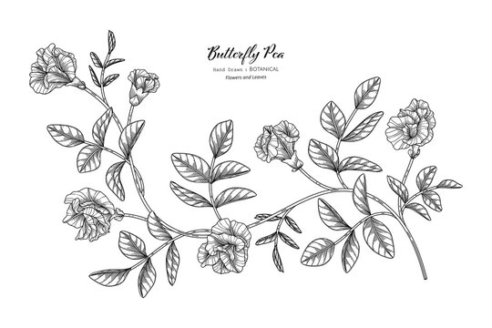 Butterfly peas flower and leaf hand drawn botanical illustration with line art.