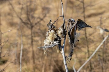 Dry last year's stem with open boll of milkweed plant