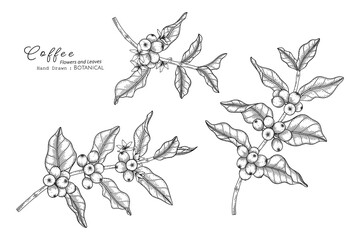 Coffee flower and leaf hand drawn botanical illustration with line art.