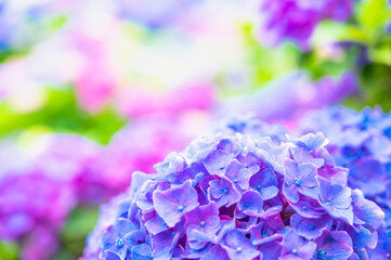 アジサイの花