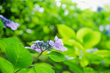 アジサイの花