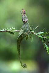Veiled chameleon hanging on a branch