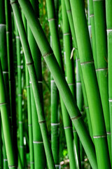 Vertical natural bamboo wallpaper. Green background.