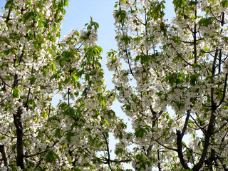 CEREZOS EN FLOR VALLE DEL JERTE