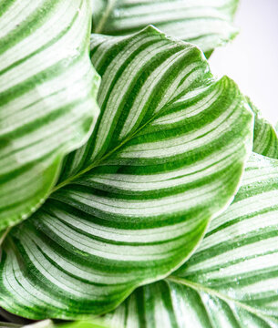 indoor plant Calathea Orbifolia, summer green leaves and the texture is good for natural interior idea.  it's the best house plant for decoration.