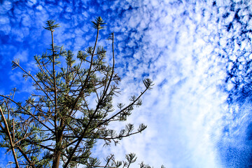 Pine under altocumulus cloudy sky