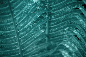 Natural leaves of fern pattern background for design .