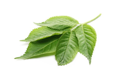 Elder, elderberry plant with young leaves isolated on white background