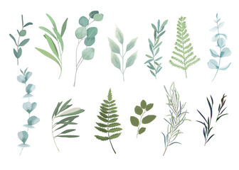 Floral greenery set with eucalyptus branch. Vector illustration