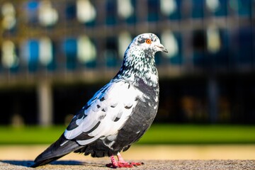 Peaceful state of a Pigeon in the middle of the city