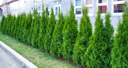 Row of Thuja trees in the city landscape on the background of a lowbuilding.  Lined tree backyard. Hedge of  beautiful white cedar (Thuja occidentalis 'Smaragd') 