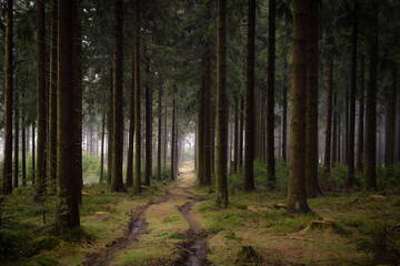 Nebel auf dem Feldberg