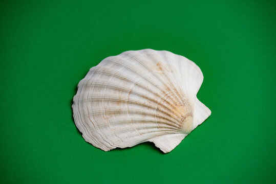 Closeup photo of scallop shell sea tropical
