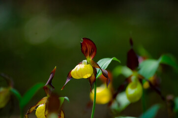 wild orchid frauenschuh