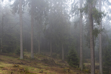 Nebel auf dem Feldberg