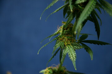 Side view of a branch of varietal marijuana on a dark blue background