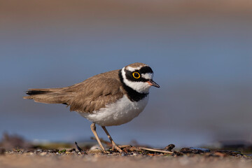 little ringed plover in natural habitat