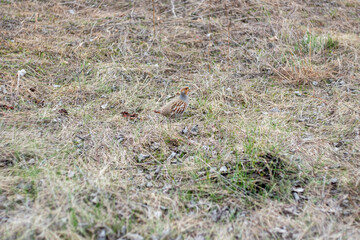Wild Gray Partridge bird walking near the Kyiv city Ukraine