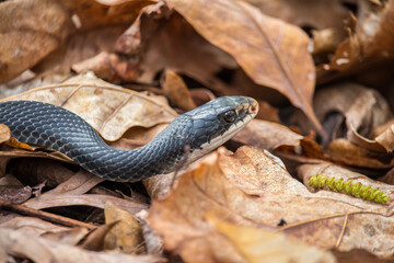 A black racer snake slithers over brown dry leaves on the forest floor.