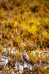 sandpiper on the field
