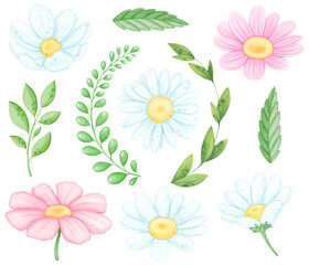 Watercolor daisy flower and branches clip art on white isolated